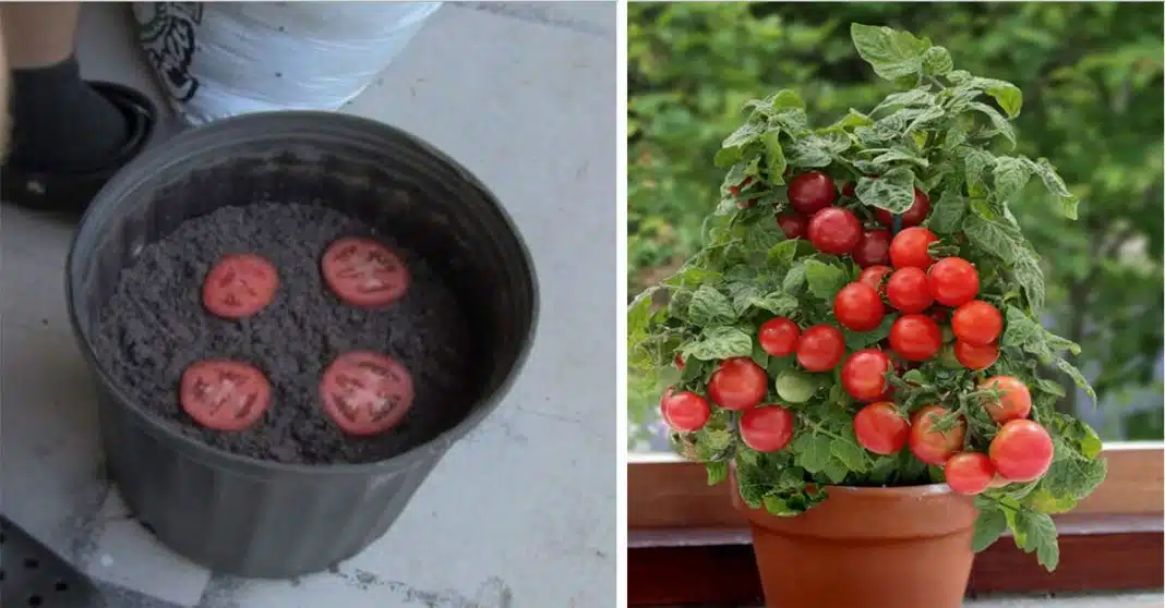 Growing unlimited tomatoes at home – it’s easier than you think
