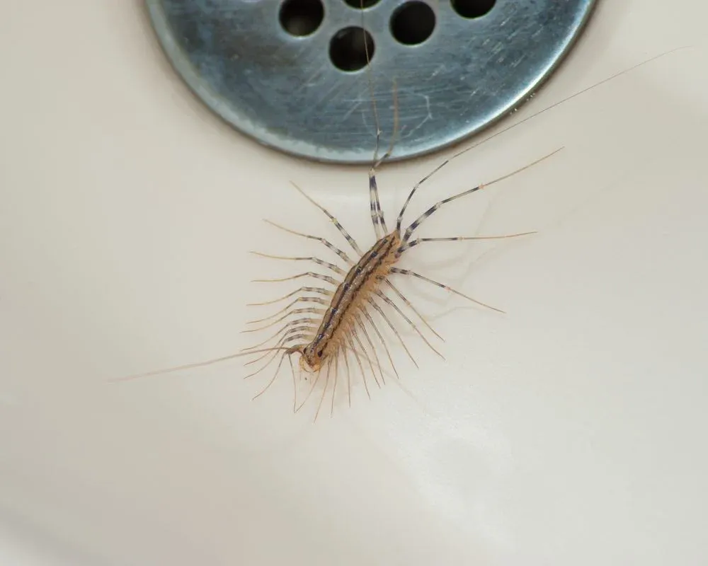 Here are the Reasons Why Not To Kill Centipedes If You Find One at Home