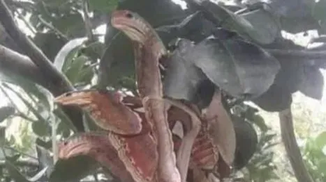 A sight of wrathful ‘snakes’ have been seen hiding in a trees, yet appearances can be deceiving.