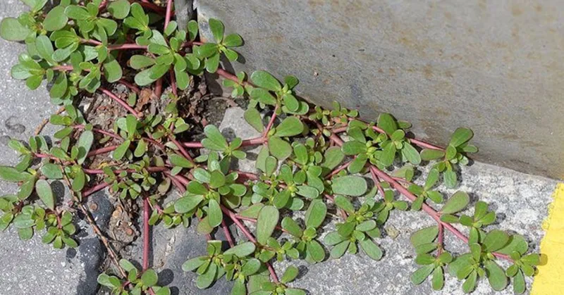 Don’t remove this weed if you see it. Here are 10 reasons why