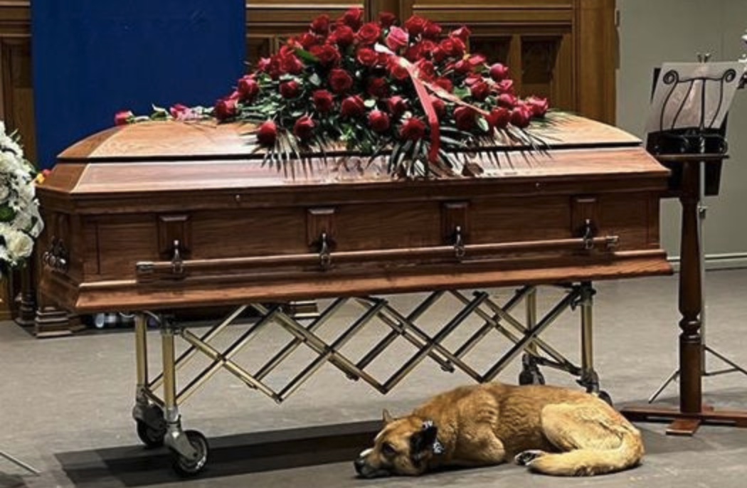 Dog curls up next to Gordon Lightfoot’s casket during memorial service: “Gordon loved dogs”