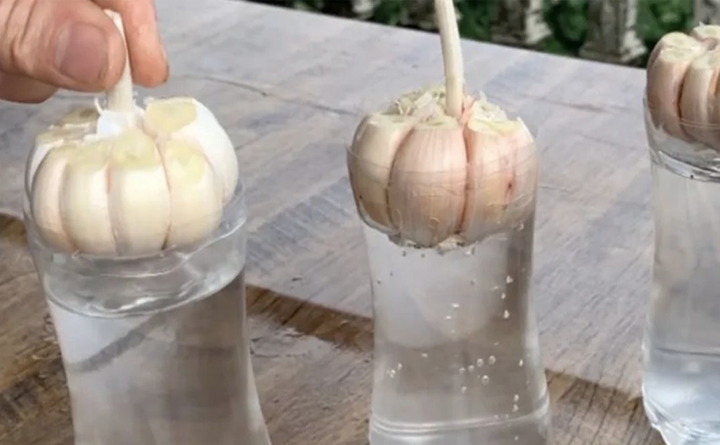 From Bottle to Soil: A Beginner’s Guide to Germinating Garlic in Water and Transferring it to the Garden