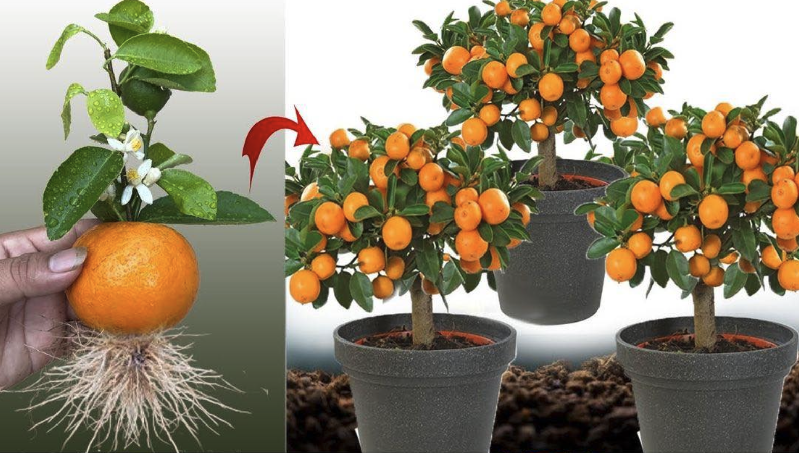 How to grow Tangerines in a Pot – Step by step