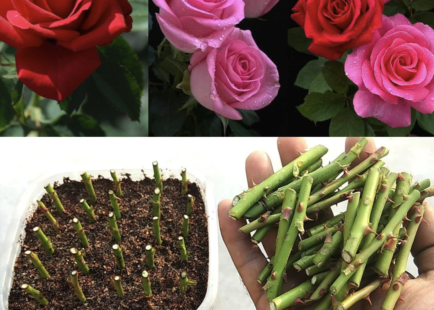 How to propagate roses from cuttings