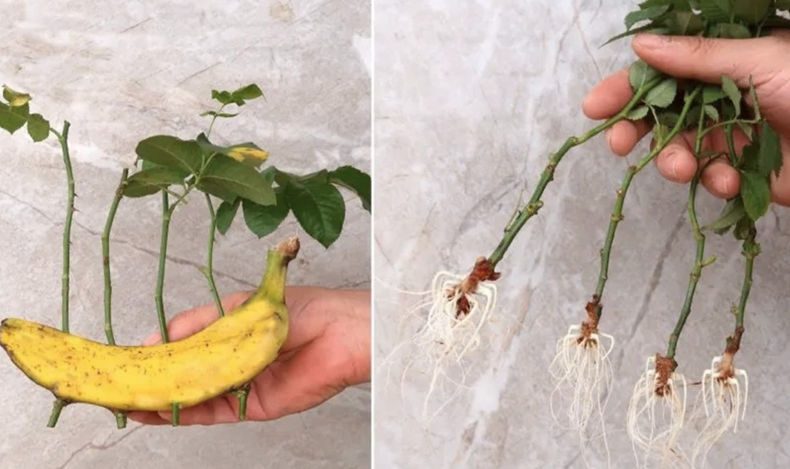 Easily Growing Roses from Cuttings with a Banana: A Simple Guide