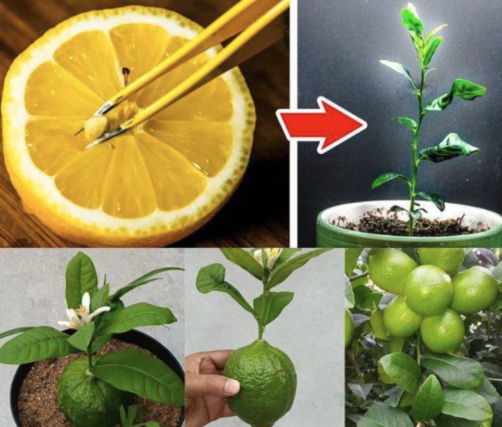 How to Grow Your Own Lemon Tree From Seed