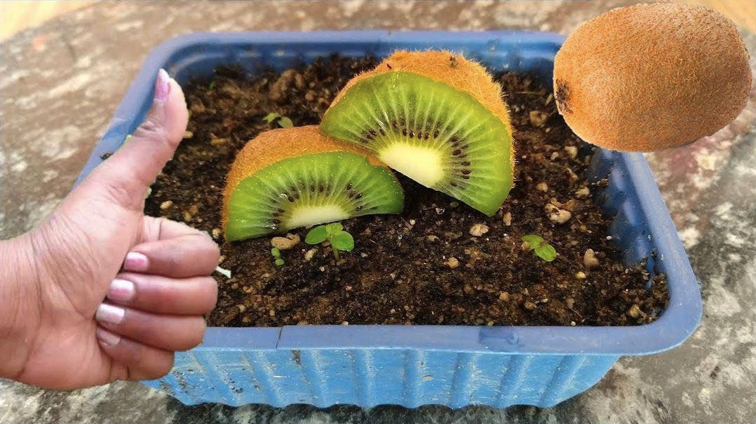 How to grow a young kiwi tree in a pot