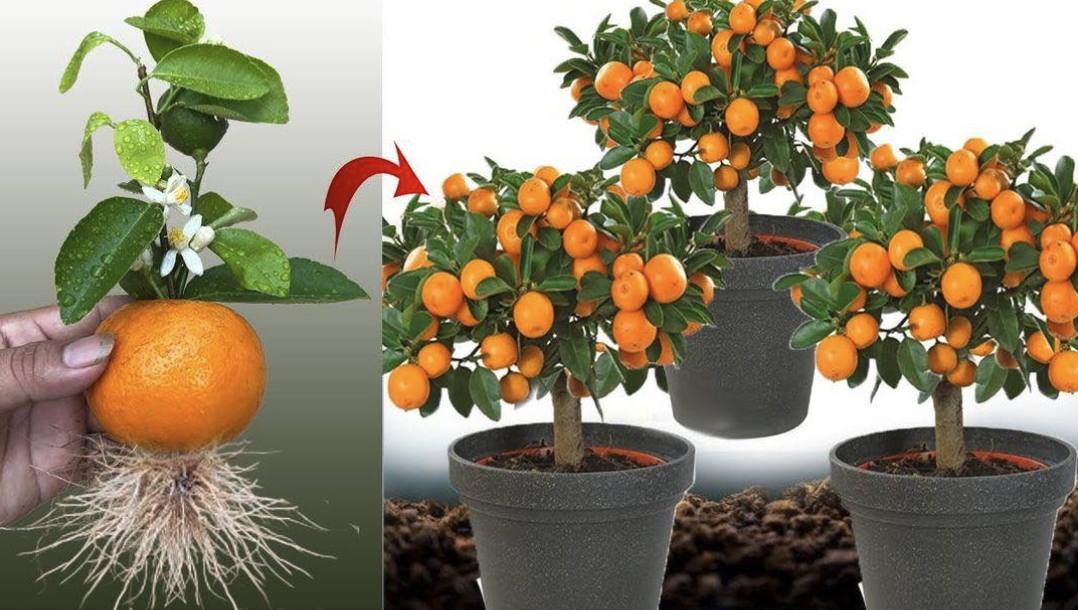 Don’t buy tangerines again, learn to plant them at home