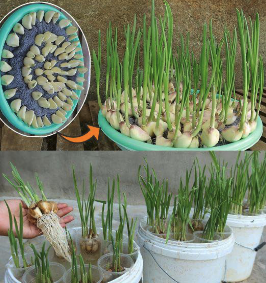 How to grow garlic in water to have an endless supply