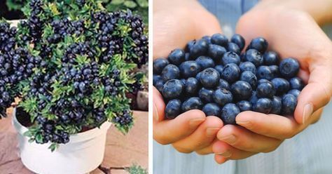 Stop buying blueberries. Use these clever methods to get a never-ending supply