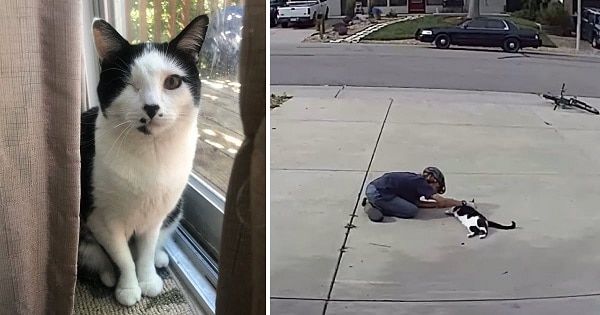 Boy caught paying sweetest visit to neighbor’s ‘misunderstood’ cat