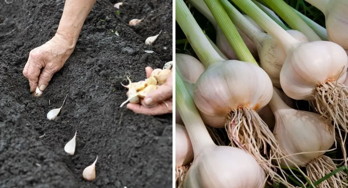 Don't buy garlic. Grown an endless supply at home with these methods