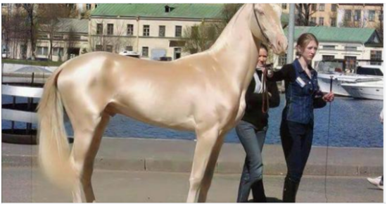 Horse is named the world’s most beautiful, then experts take closer look at its coat and realize the unimaginable