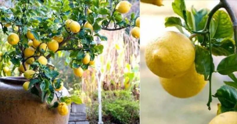 Forget buying lemons. Grow your own lemon tree in a pot at home with ease