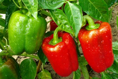 Here's what you need to know if you want to grow juicy and crunchy bell peppers