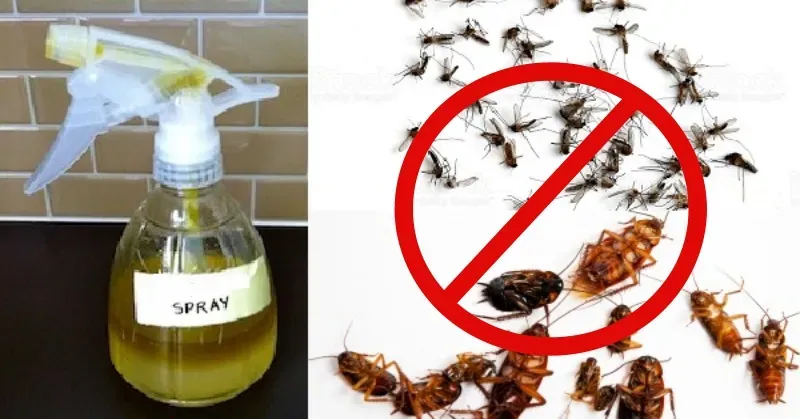 Mosquitoes And Cockroaches Will Forever Stay Away From Your House With This Simple Homemade Recipe