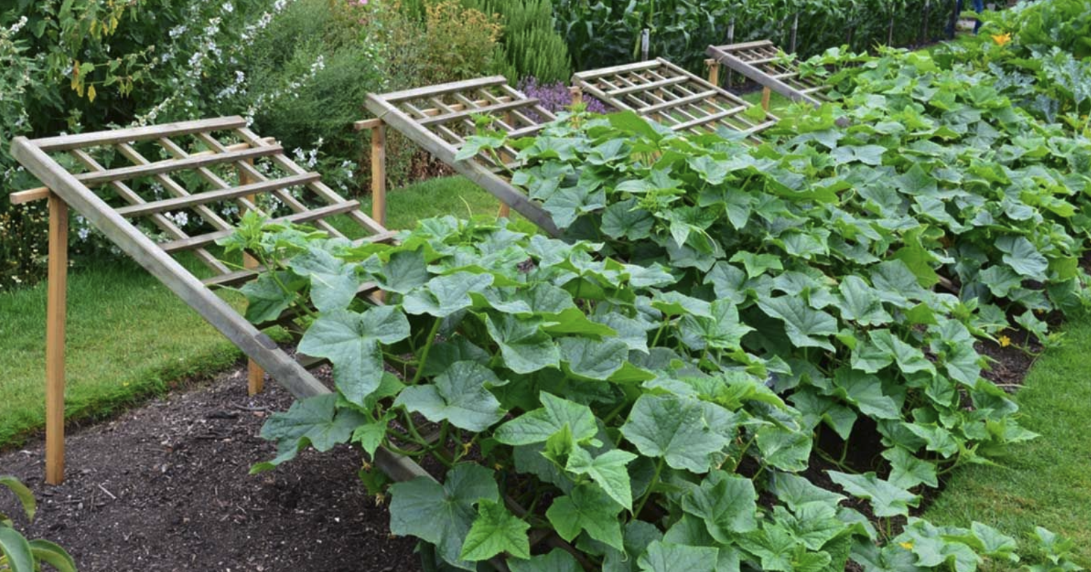 Get a big harvest: 9 cucumber trellis and support ideas