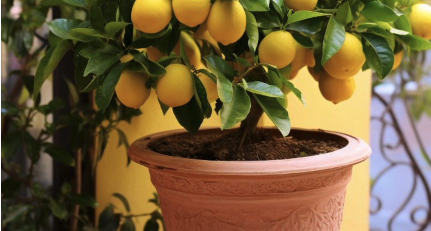 Forget buying lemons. Grow your own lemon tree in a pot at home with ease