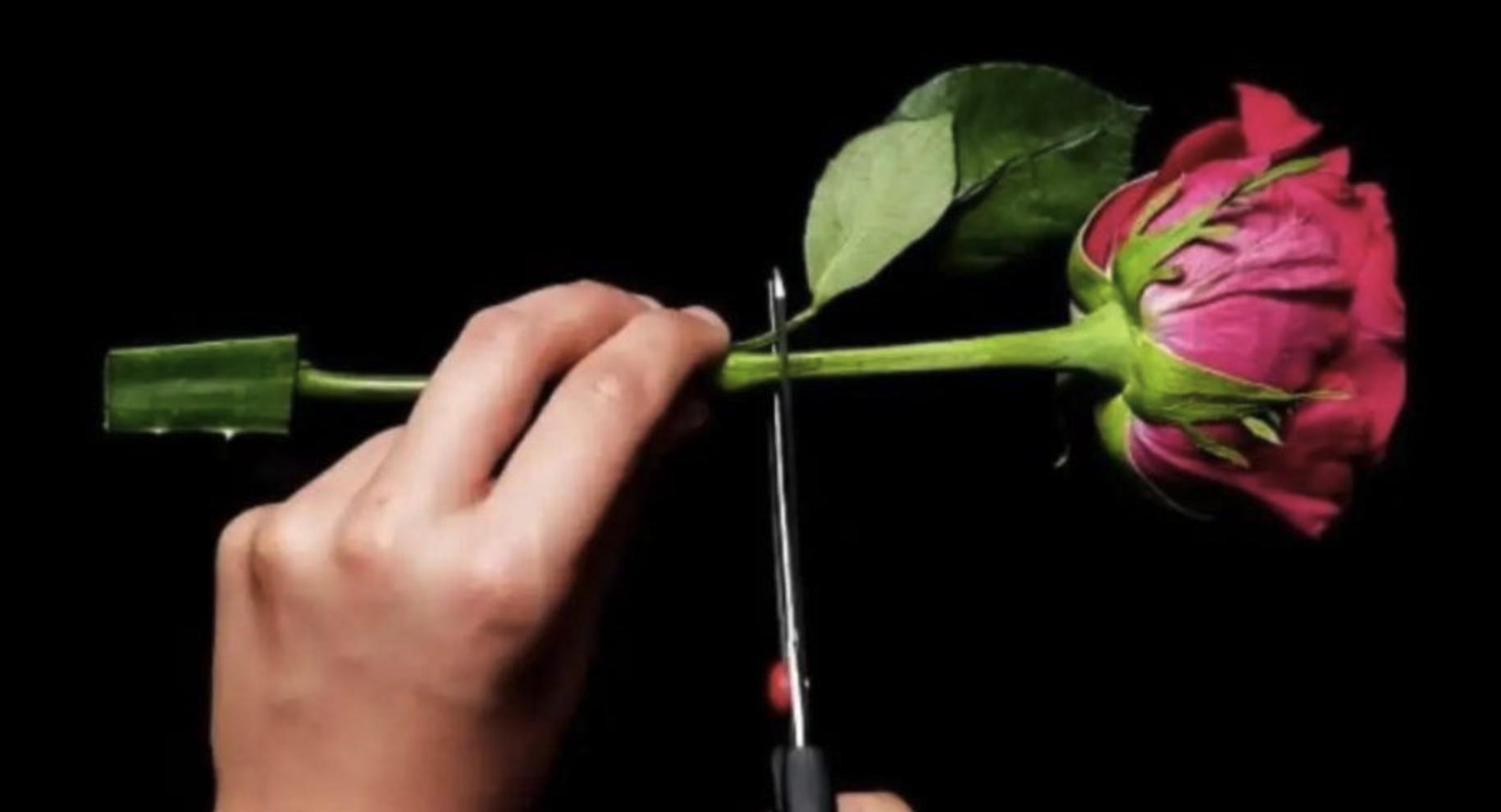 Inserting a rose stem into an aloe vera leaf: it’s the nursery’s secret method