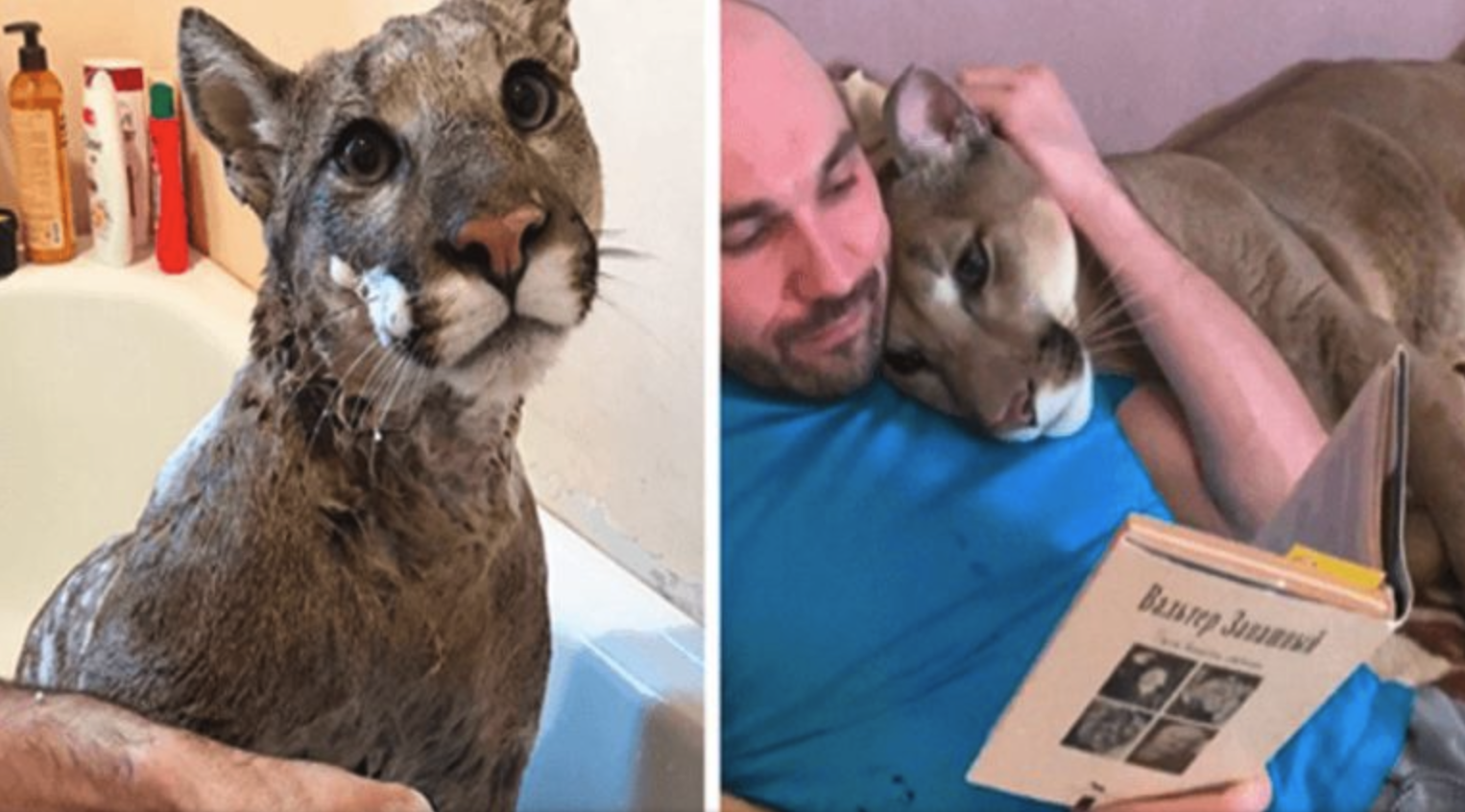 Rescued Puma Who Can't Be Released Into Wild Lives As A Spoiled House Cat Instead