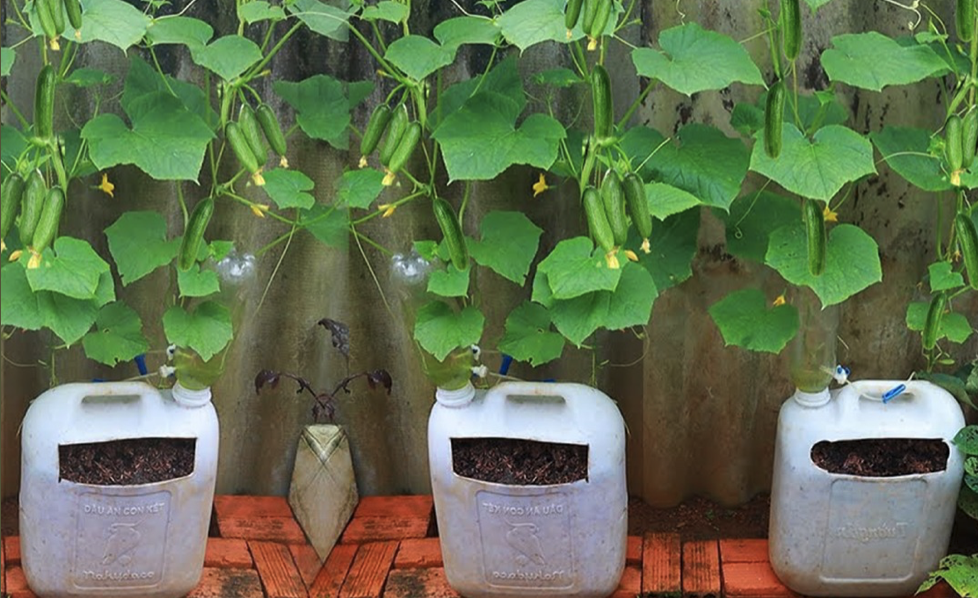 Grown Cucumbers Easily in Small Spaces: Container Gardening Guide