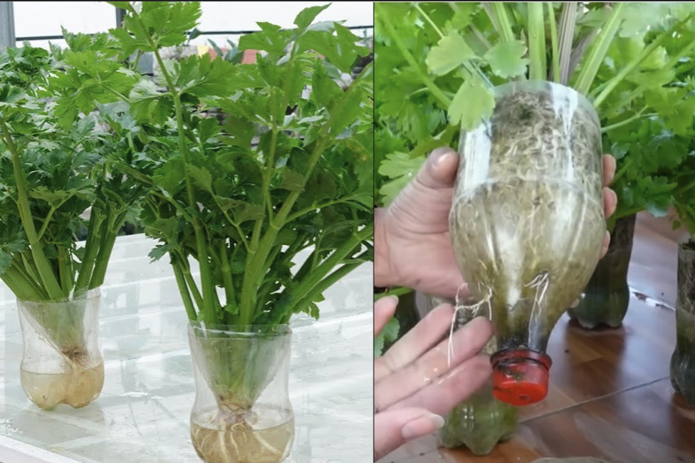 How to Grow Celery at Home? You Only Need a Bunch