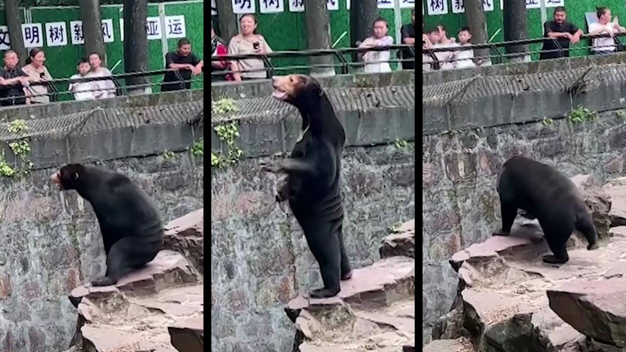 Chinese Zoo Denies Claims That Its Bears Are Humans In Bear Costumes!