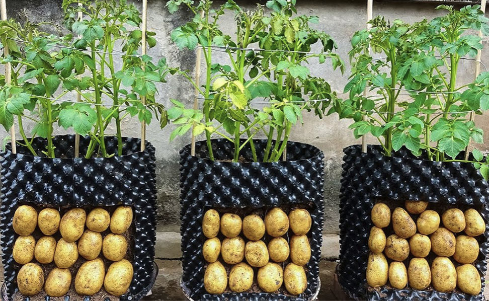 A Guide to Growing Potatoes at Home in Containers