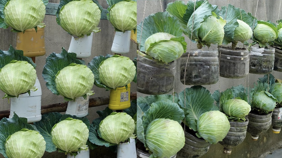 Growing Cabbage at Home in Containers: A Guide to Bountiful Harvests