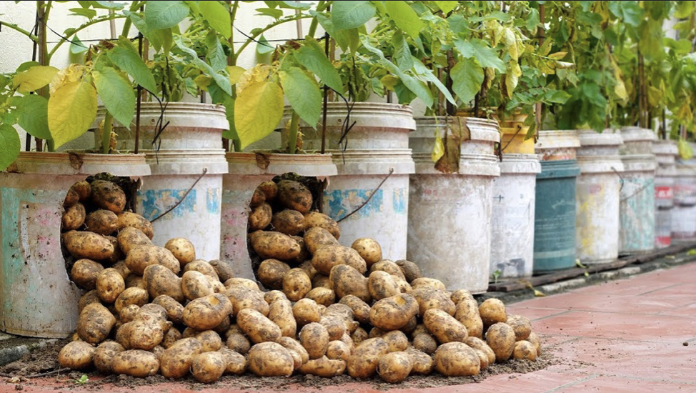Homemade Fertilizers for Thriving Container Potato Growth