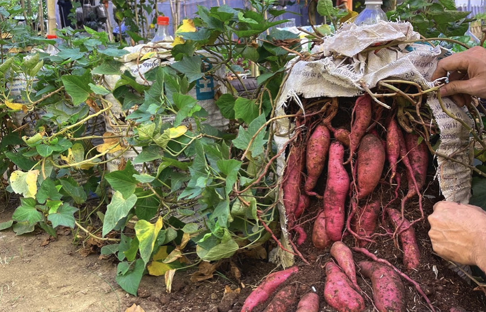 Growing Sweet Potatoes in Containers: A Beginner’s Guide to Home Cultivation
