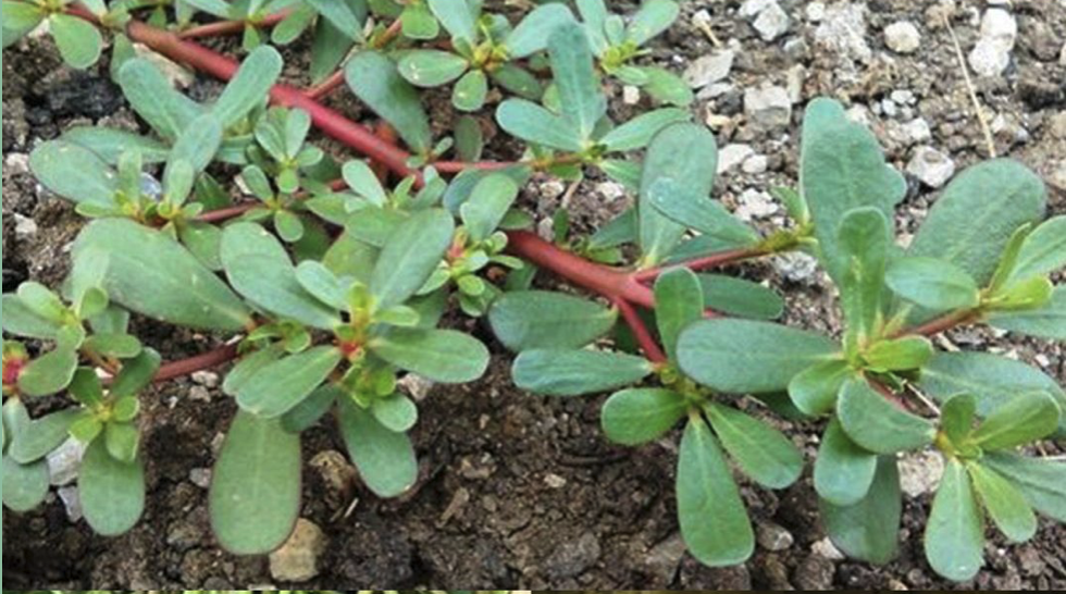 Why You Shouldn’t Kill Purslane in Your Garden