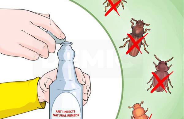 10 Unique Ways To Get Rid Of Spiders Without Using Chemicals