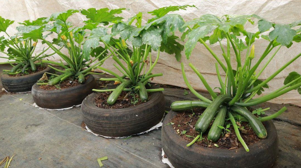 6 useful tips for growing zucchini plants in pots