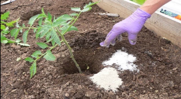 Baking soda is a gardener’s best friend: here are 10 clever uses in the garden