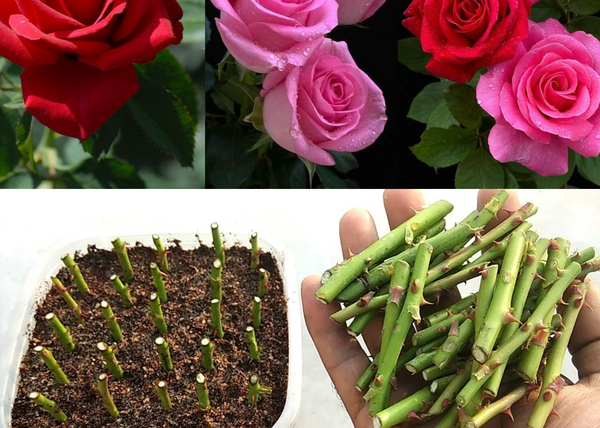 How to propagate roses from cuttings