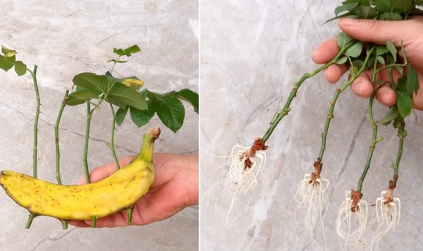 Easily Growing Roses from Cuttings with a Banana: A Simple Guide