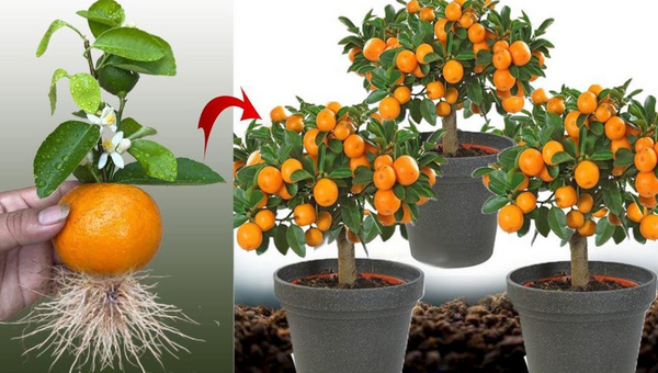 Don’t buy tangerines again, learn to plant them at home