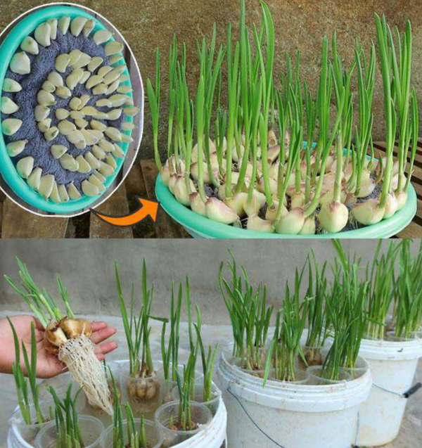 How to grow garlic in water to have an endless supply
