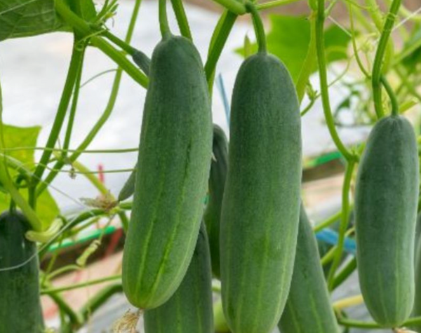 Never buy a cucumber again. Just follow these 6 tips for growing a plentiful cucumber crop