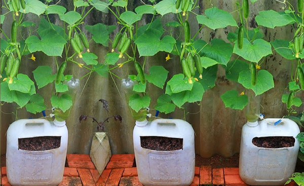 Grown Cucumbers Easily in Small Spaces: Container Gardening Guide