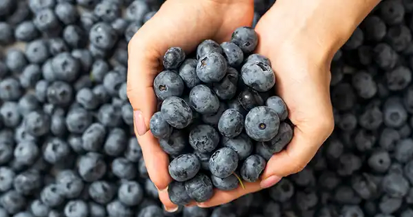 How to Grow Blueberries at Home in Containers