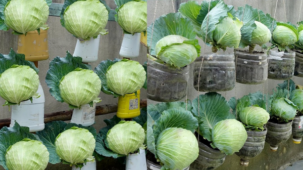 Growing Cabbage at Home in Containers: A Guide to Bountiful Harvests