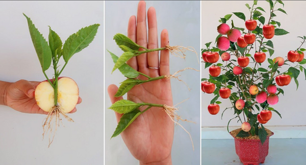 Here’s How to Grow an Apple Tree from Seeds to Enjoy Year-Round