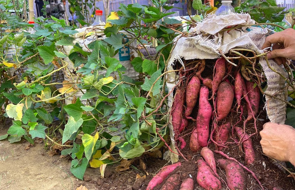 Growing Sweet Potatoes in Containers: A Beginner’s Guide to Home Cultivation