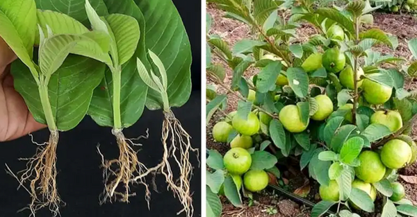 How to Grow Guava Trees from Guava Leaves