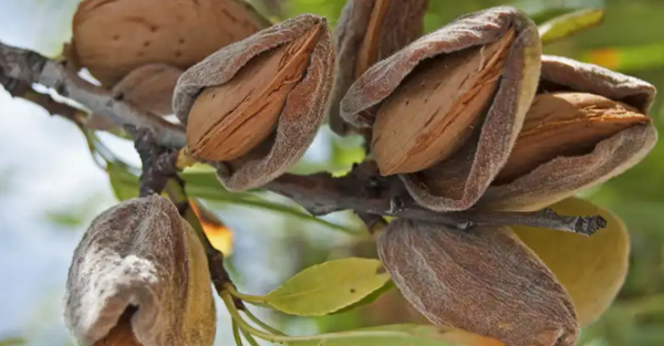 Growing Almond Trees from Seeds at Home